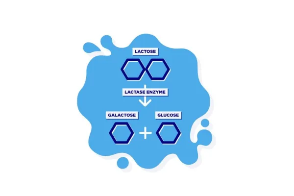 Enzyme lactase là gì?